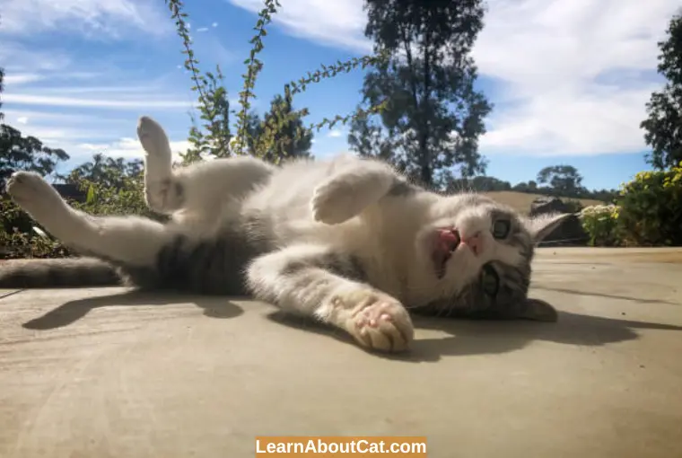 How to Respond to Cat Flopping