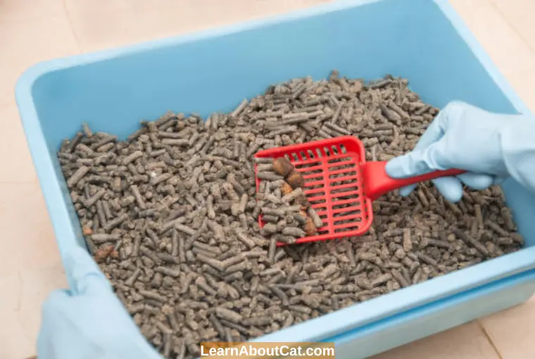 How to Use Wood Pellets for Cat Litter