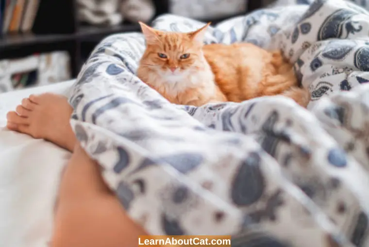 Should You Let Your Cat Sleep with You