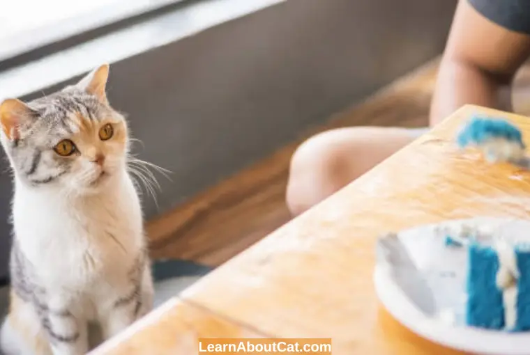 What Should You Do if Your Cat Eats Cake