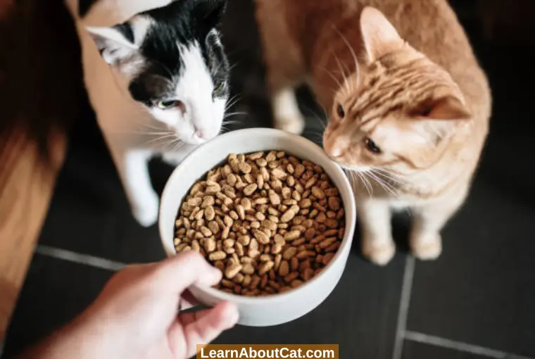 What To Do With Leftover Dry Cat Food