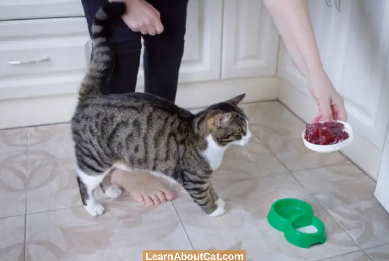 What To Do With Leftover Wet Cat Food