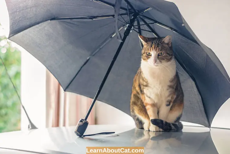 Where Do Stray Cats Go When It Rains