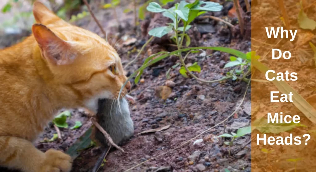 why-do-cats-eat-mice-heads-answered-learnaboutcat