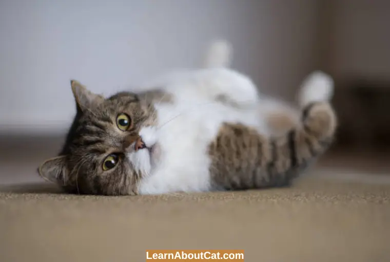 Why Do Cats Flop Down In Front Of You? Top 12 Reasons You Should Know ...