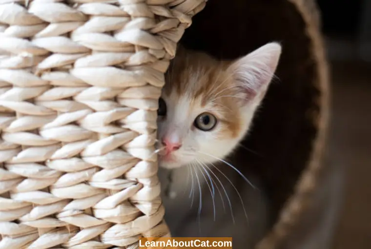 Why Do Cats Hide