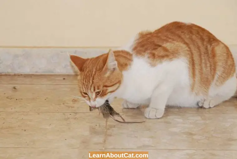 Why Do Cats Only Eat The Head Of Mice