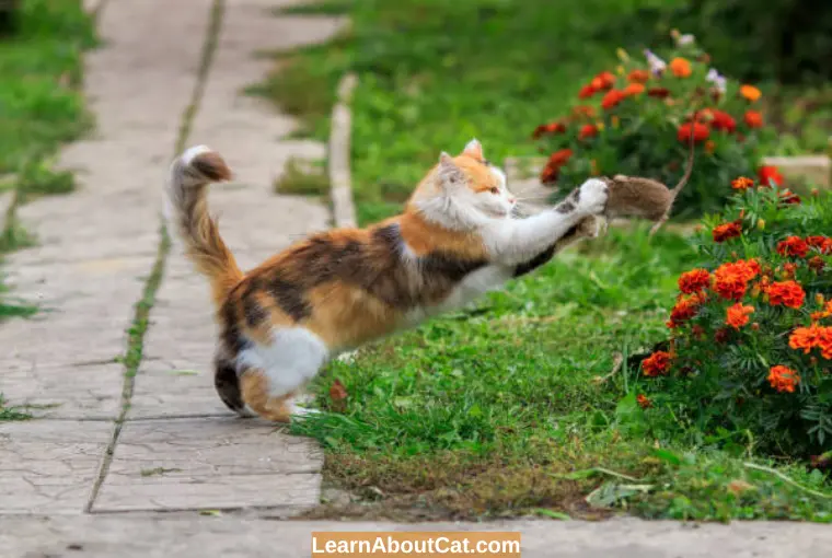 Why Do Cats Eat Mice Heads Answered LearnAboutCat