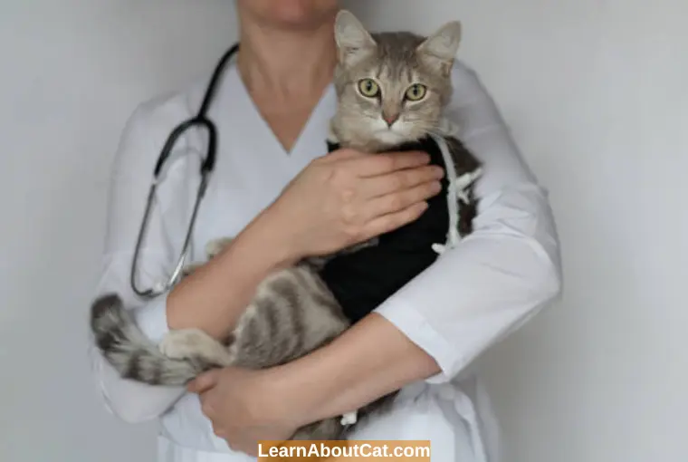 Why Spaying is Important for Female Cats
