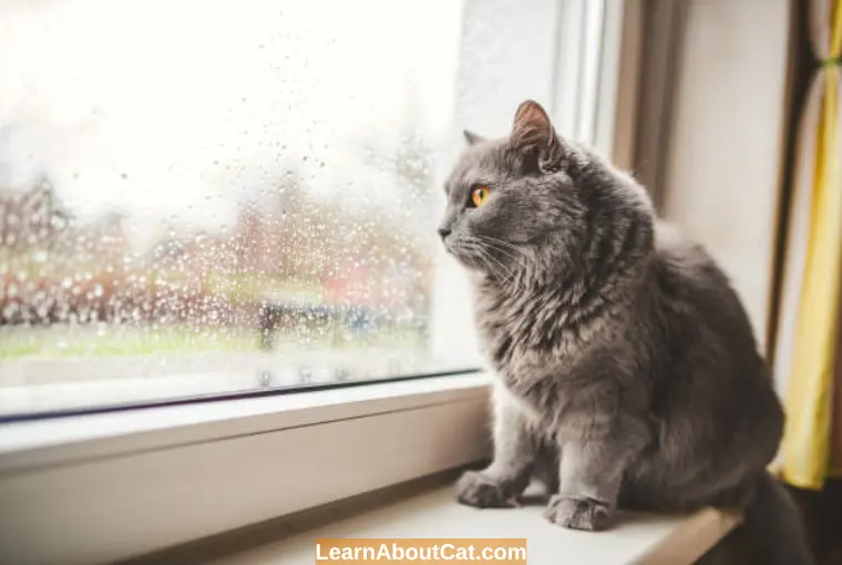 do cats like rain	