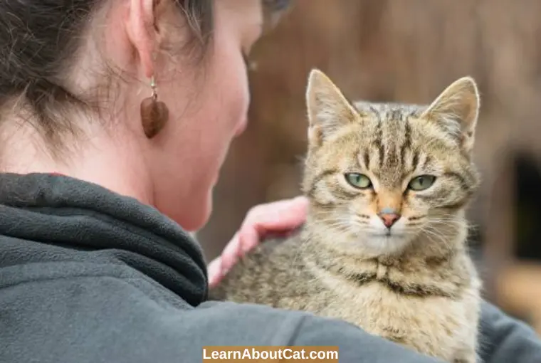 Are Cats Protective of Their Humans