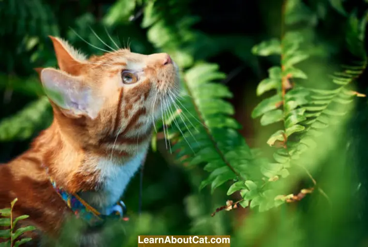 Are Ferns Poisonous To Cats