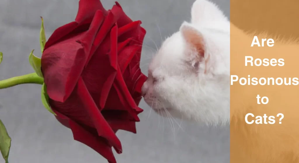 Are Roses Poisonous to Cats? What You Need to Know LearnAboutCat