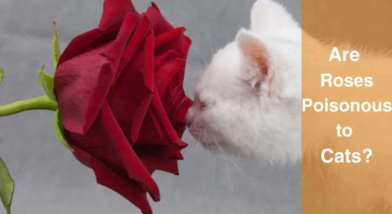 Are Roses Poisonous to Cats? What You Need to Know