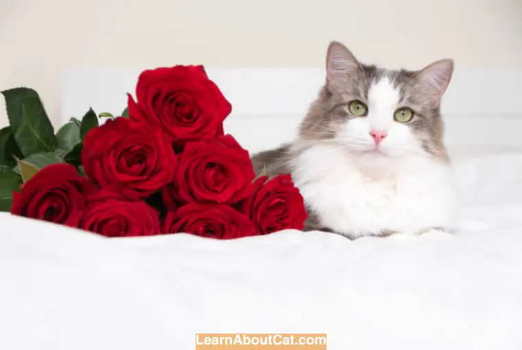 Are Roses Toxic to Cats