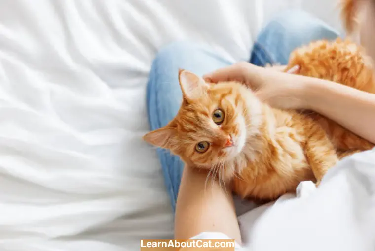 Behavior of Orange Tabby Cats