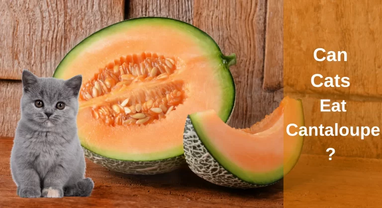 Can Cats Eat Cantaloupe? Benefits And How to Feed