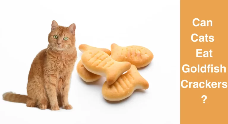 Can Cats Eat Goldfish Crackers