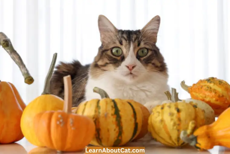 Can Cats Eat Pumpkin