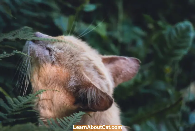 Can Ferns Make Cats Sick