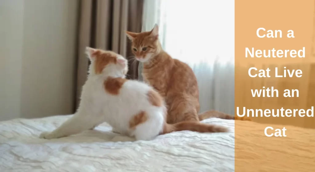 Can a Neutered Cat Live with an Unneutered Cat [Explained] LearnAboutCat
