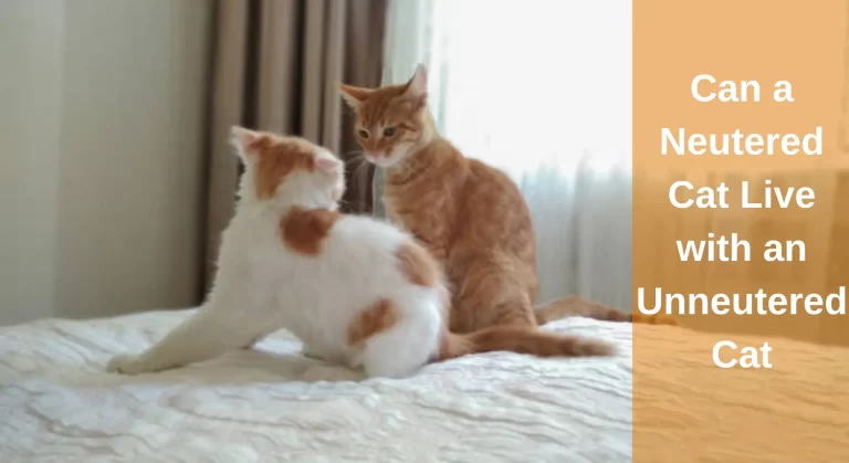 Can a Neutered Cat Live with an Unneutered Cat [Explained]