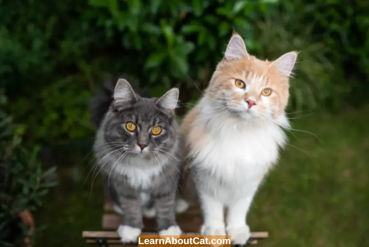 Can a Neutered Cat and an Unneutered Cat Live Together