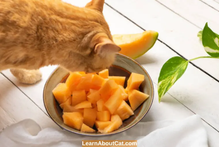 Health Benefits of Cantaloupe for Cats