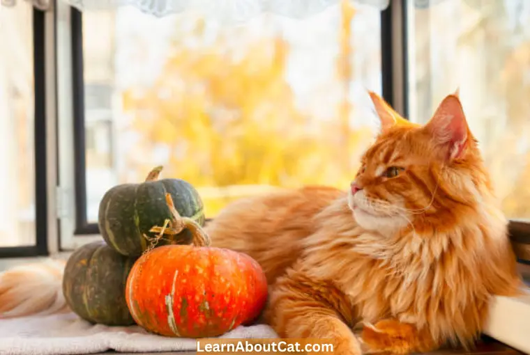 Health Benefits of Pumpkin for Cats