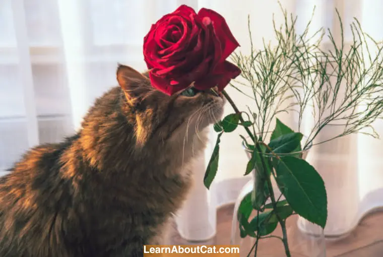 Are Roses Poisonous to Cats? What You Need to Know LearnAboutCat