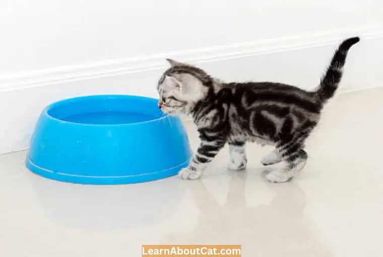 How Can I Stop My Cat from Pawing at their Water Bowl