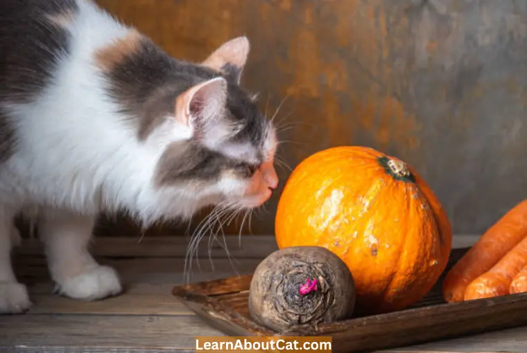 How Can Pumpkin Benefit Cats With Diarrhea