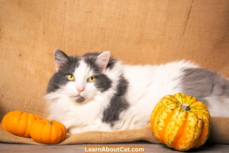 How Do You Give Pumpkins To Diarrheic Cats