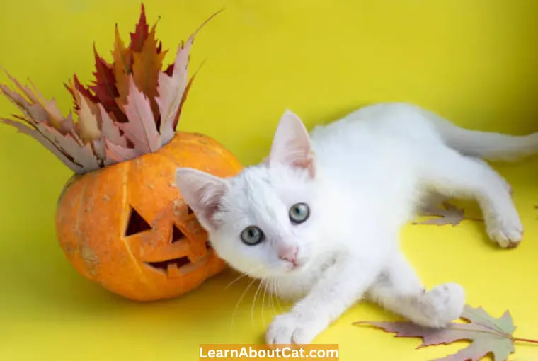 How Much Pumpkin Should You Feed Your Cat