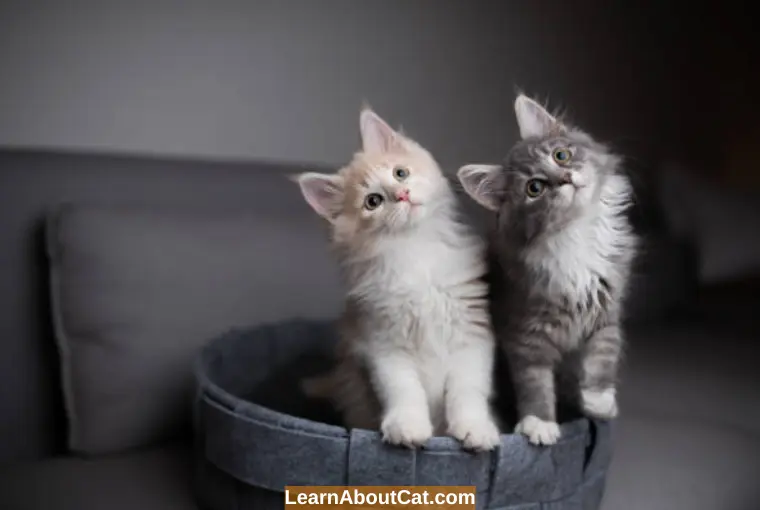 How to Accommodate A Neutered Cat with An Unneutered Cat