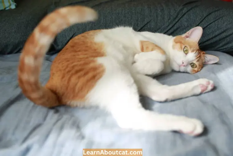 How to Prevent Tail Chasing in Cats
