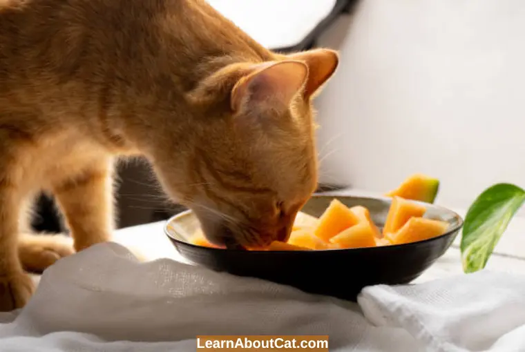 Why Do Cats Like Cantaloupe