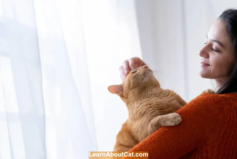 Orange tabby cats are affectionate