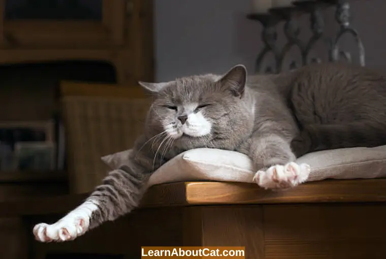 Preventing Lethargy and Weakness in Cats Home Remedies