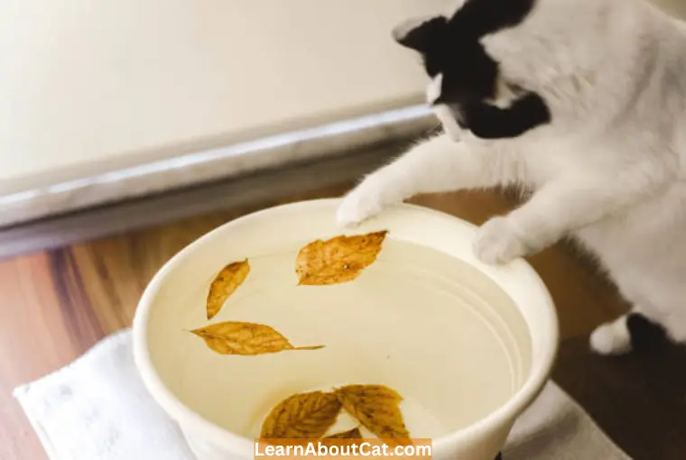 Should I be Worried if My Cat Paws at their Water Bowl or Fountain