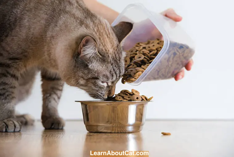 Snacks Safe for Cats