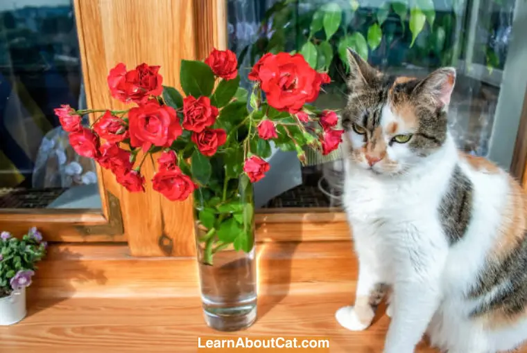 Symptoms of Rose Poisoning in Cats