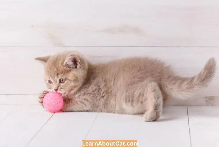The Difference Between Cats and Dogs When it Comes to Fetch