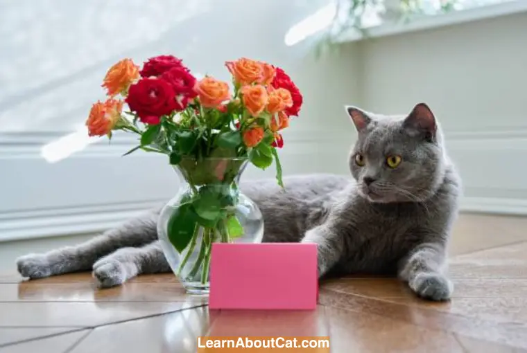 Types of Roses that are Poisonous to Cats