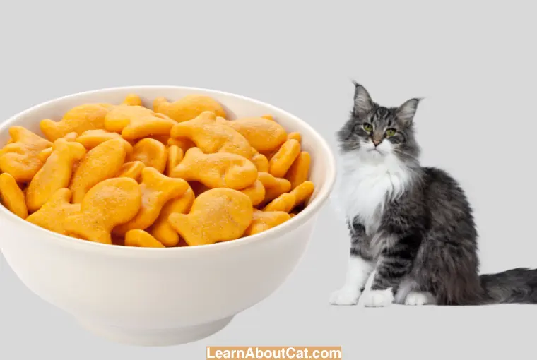What Happens if My Cat Eats Goldfish