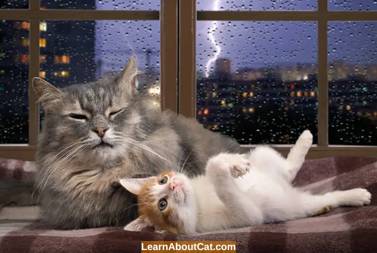 What Is Thunderstorm Phobia in Cats