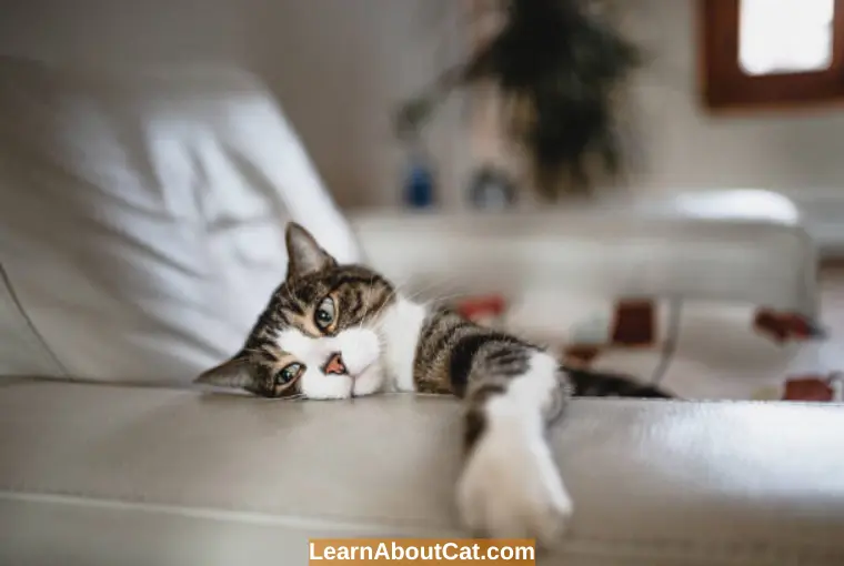 What Should I Do if  My Cat Seems Lethargic or Weak Treatment