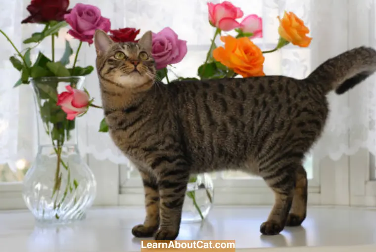 What to Do If Your Cat Ingests a Toxic Rose
