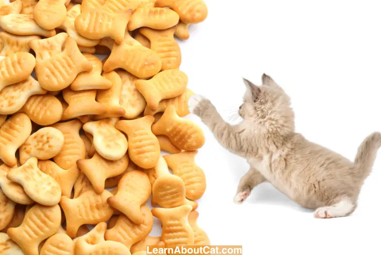 What to Do if My Cat Ate a Goldfish Cracker
