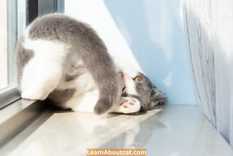 Tail chasing is a normal behavior in cats and is usually nothing to be concerned about. However, there are some cases where tail chasing can become a cause for concern.

